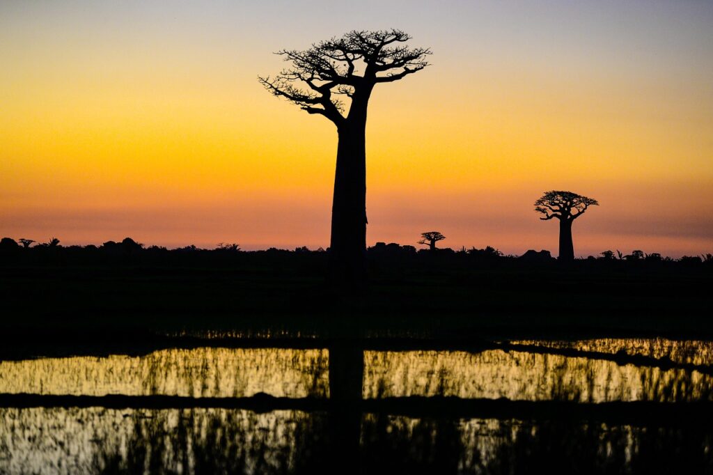Zachód słońca na Madagaskarze. Źródło: pixabay.com