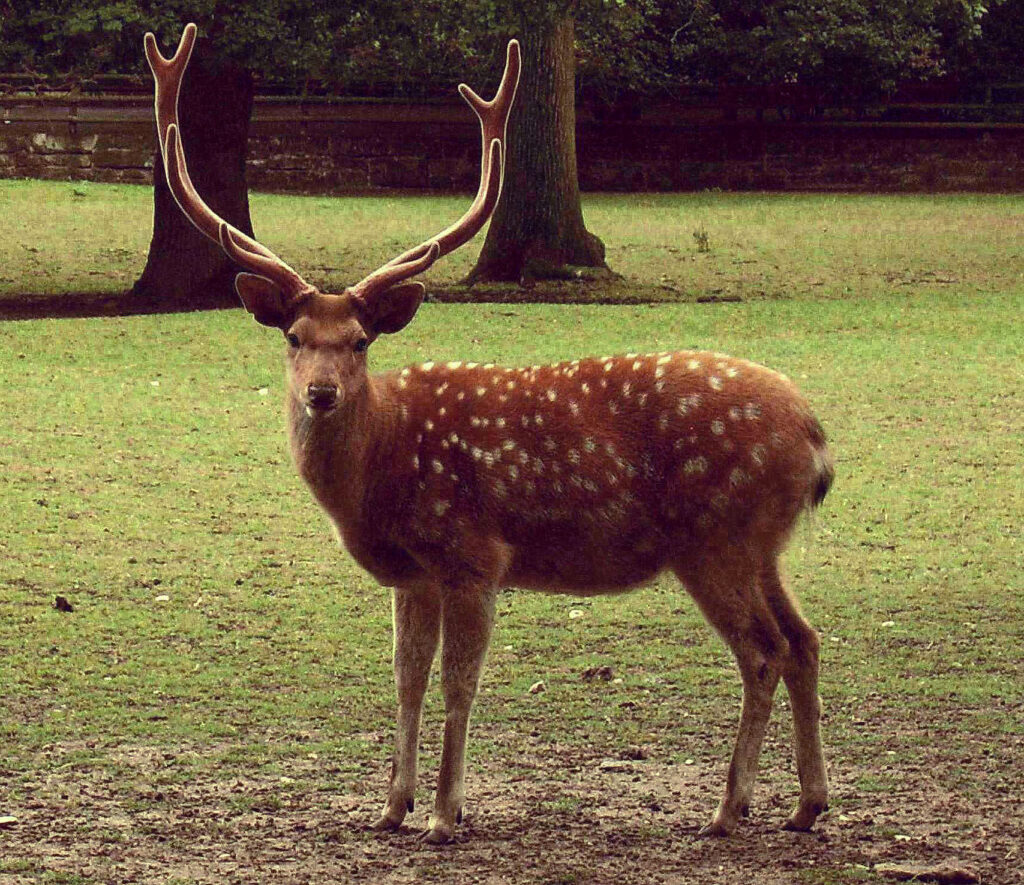 Cervus nippon dybowskii zwany jeleniem wschodnim
